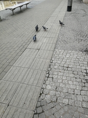 Columba livia domestica