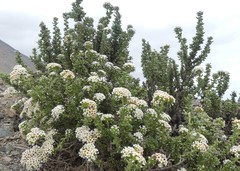 Heliotropium pycnophyllum