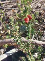 Trichocephalus stipularis