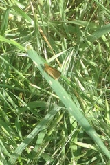 Metisella