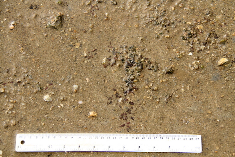 Oceans Turf Example Ocean turf grass in April 2018 by Kevin Laurie · iNaturalist