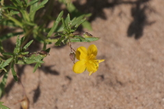 Scoparia montevidensis