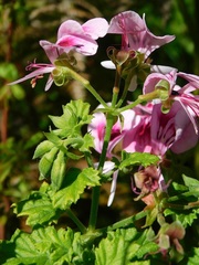 Pelargonium greytonense