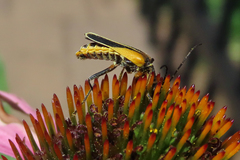 Chauliognathus opacus