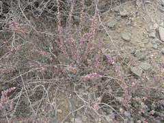 Suaeda foliosa