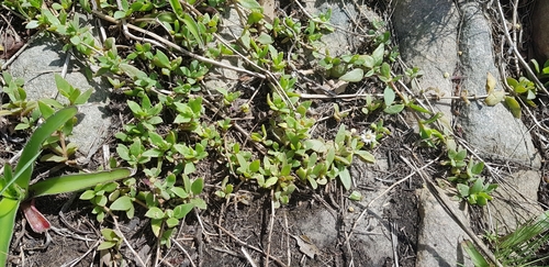 Image of Delosperma tradescantioides by (c) Suvarna Parbhoo Mohan, some rights reserved (CC BY-SA)