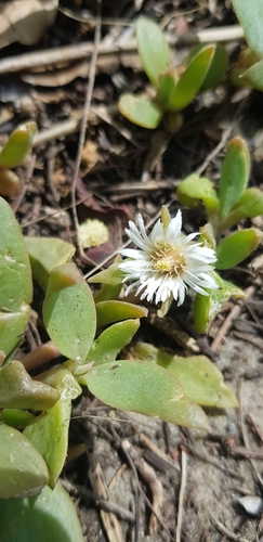 Image of Delosperma tradescantioides by (c) Suvarna Parbhoo Mohan, some rights reserved (CC BY-SA)