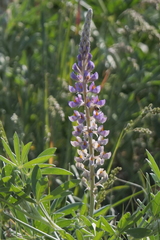 Lupinus multiflorus