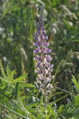 Lupinus multiflorus