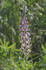 Lupinus multiflorus