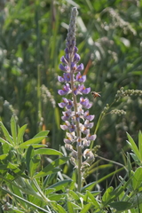 Lupinus multiflorus
