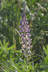 Lupinus multiflorus