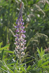 Lupinus multiflorus