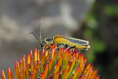 Chauliognathus opacus