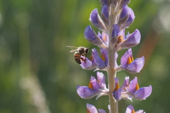 Lupinus multiflorus