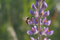 Lupinus multiflorus