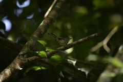 Herpsilochmus atricapillus
