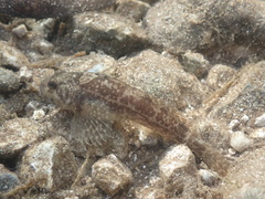 Cottus perifretum