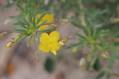 Scoparia montevidensis