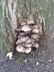 Coprinellus micaceus