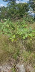 Berkheya bipinnatifida bipinnatifida