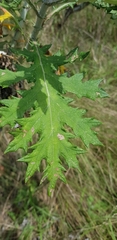 Berkheya bipinnatifida bipinnatifida