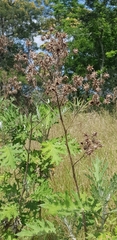 Berkheya bipinnatifida bipinnatifida