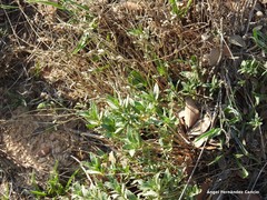 Helianthemum squamatum