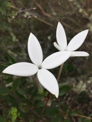 Bouvardia longiflora
