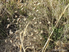 Centaurea hyssopifolia