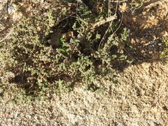 Frankenia thymifolia