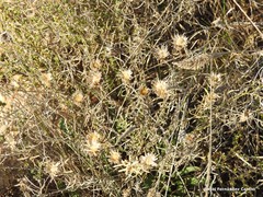 Centaurea hyssopifolia