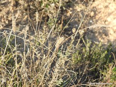Centaurea hyssopifolia