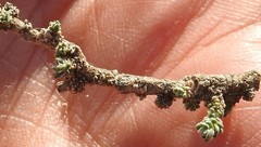 Frankenia thymifolia