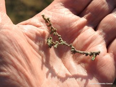 Frankenia thymifolia