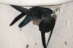Collocalia affinis