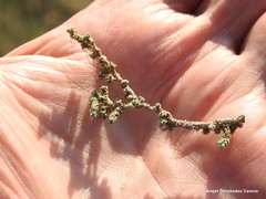 Frankenia thymifolia