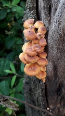 Flammulina velutipes