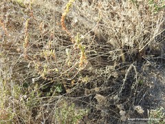 Centaurea hyssopifolia