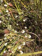 Erica cumuliflora