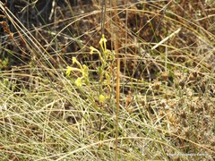 Centaurea hyssopifolia