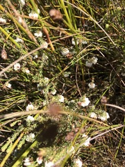 Erica cumuliflora