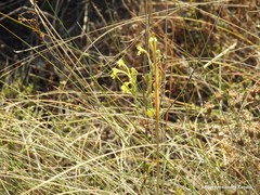 Odontites longiflorus