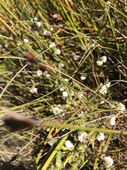 Erica cumuliflora