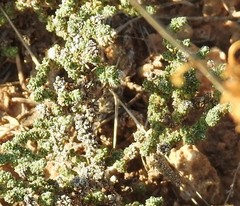 Frankenia thymifolia