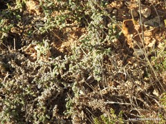 Frankenia thymifolia