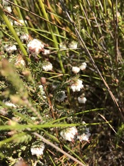 Erica cumuliflora