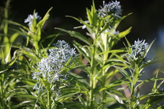 Amsonia illustris