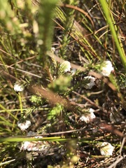 Erica cumuliflora