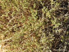 Thymus lacaitae